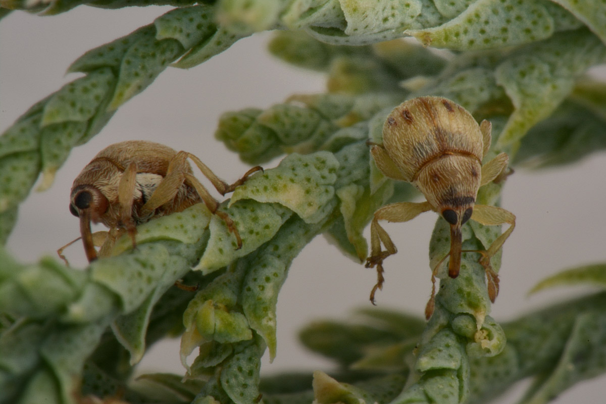 Nanophyidae:  Corimalia sp?   No,  Allomalia quadrivirgata